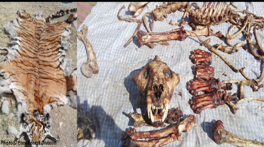 Poaching still a concern despite Bhutan’s strong conservation laws and surveillance